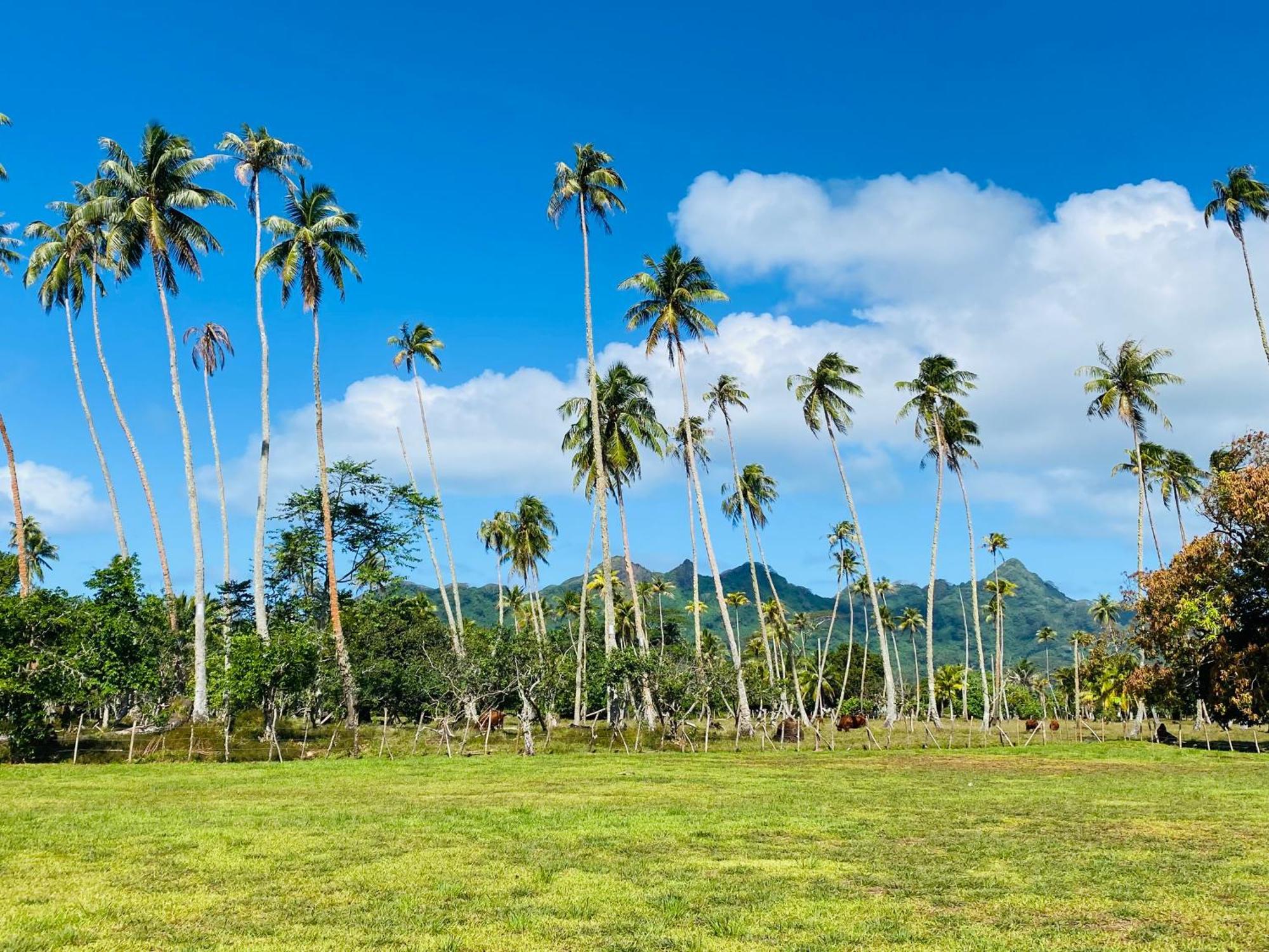 Huahine Serenity Cottage Maroe 외부 사진